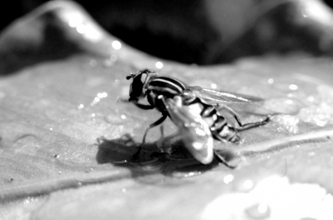 Rainforest filmed by Canny Richardson